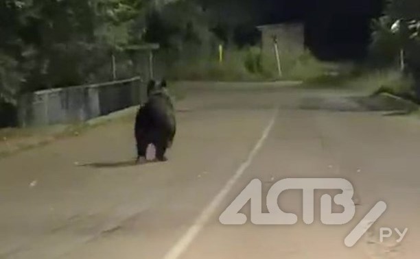 Бегающего по улице медведя обсуждают жители Александровска-Сахалинского