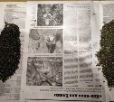 Более 200 граммов наркотиков нашли в квартире жителя Синегорска 