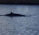 Спасенный у берегов Сахалина кит не хочет уплывать