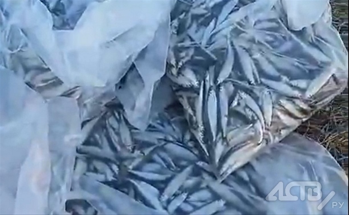 "Серёга в шоке!": сахалинские рыбаки хвастаются уловами на Лунском