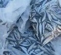 "Серёга в шоке!": сахалинские рыбаки хвастаются уловами на Лунском