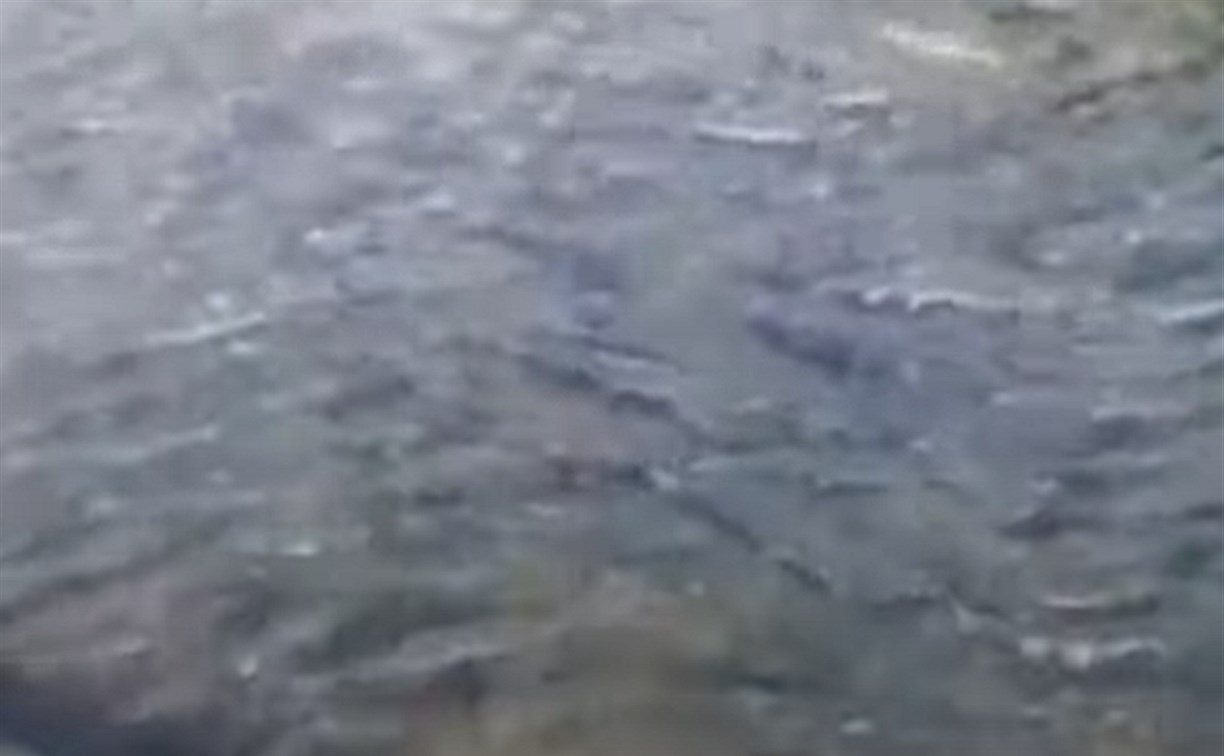 "Горбуши тьма!": сахалинец пришел в восторг от бурлящей от рыбы реки 