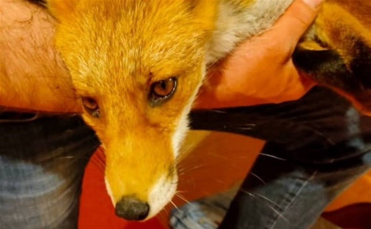 На Сахалине не удалось спасти лисицу со сломанным позвоночником