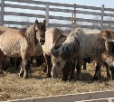 Якутских лошадей мясной породы будут разводить в Анивском районе 