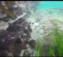 Сахалинский водолаз показал на видео усыпанное морскими ежами дно