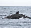 Сенсационное открытие: на Курилах обнаружили новый вид китов - редкий и скрытный