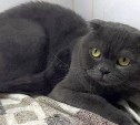 "Просто надоел": женщина принесла в клинику здорового породистого кота и попросила его убить