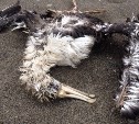 Мертвый альбатрос, найденный на Сахалине, "полетит" в разные страны