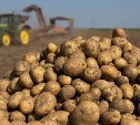 К уборке картофеля приступили аграрии Сахалинской области