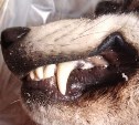 "Не волк, а волкособ?": лесничие высказались о найденном на Сахалине трупе неизвестного животного