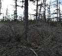 «Эковахта Сахалина» выявила 19 га леса, погибшего в результате нефтеразлива