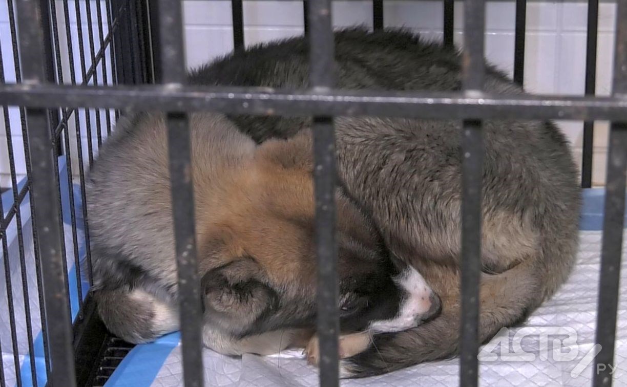 "Всё равно выкинете": сахалинцев попросили поделиться просрочкой с приютами для животных