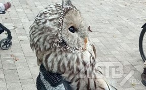 Происшествия