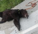 Очевидцы: сахалинские охотоведы ликвидировали крупного медведя возле "Генерала"