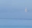 Житель Сахалина снял на видео "привидение" в море