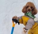 Голосуем за самое смешное животное в снегу: итоги третьего тура и старт финала