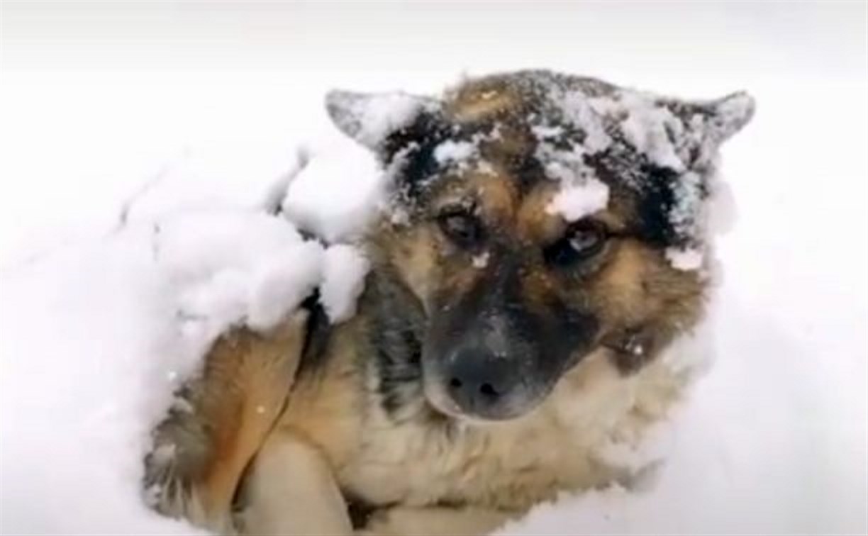 Сахалинская зима в TikTok: о чем рассказывают жители области в самой популярной соцсети
