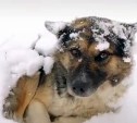 Сахалинская зима в TikTok: о чем рассказывают жители области в самой популярной соцсети