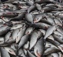 За прошедшую неделю из Приморья и Сахалина в Китай отправили 224 партии рыбы