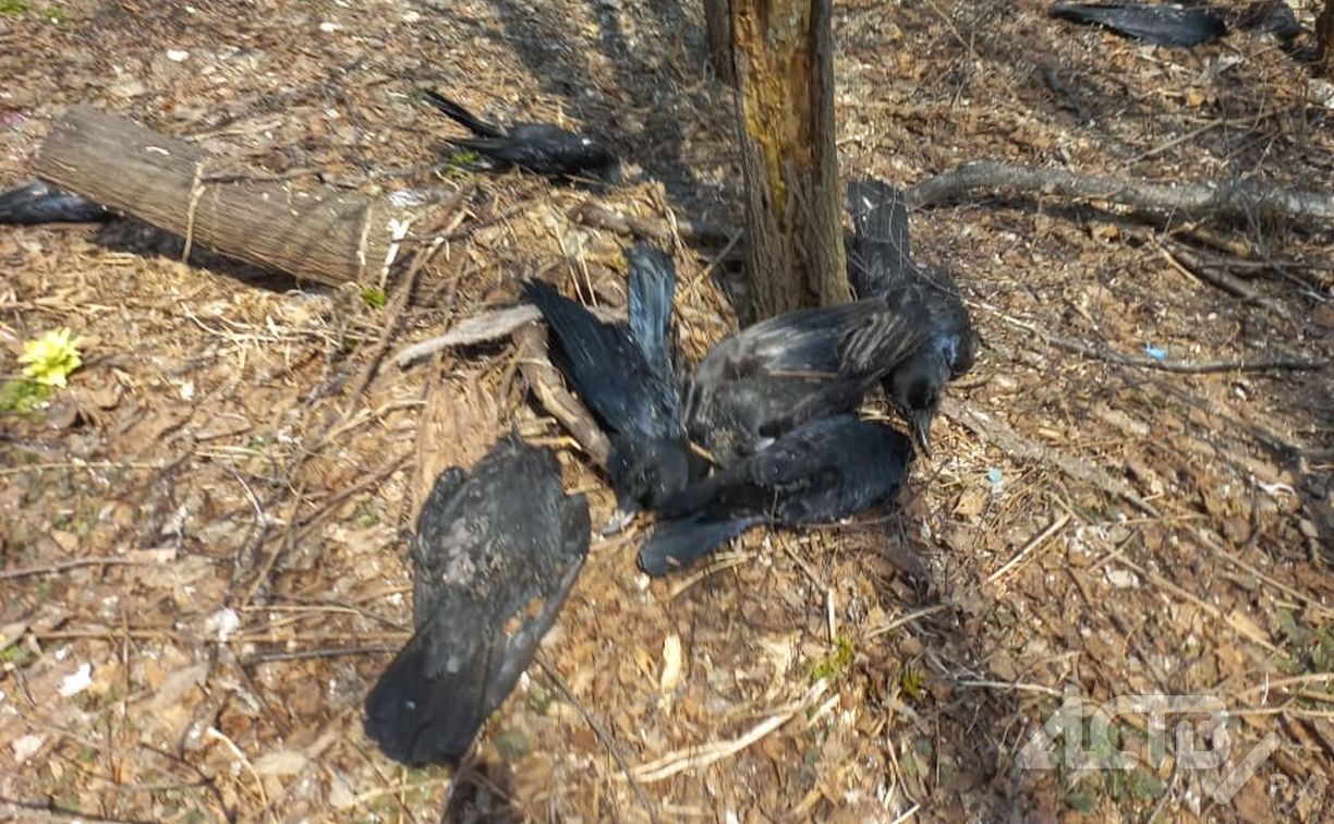 Массовая гибель ворон на кладбище шокировала жителей Южно-Сахалинска