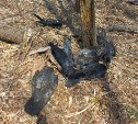 Массовая гибель ворон на кладбище шокировала жителей Южно-Сахалинска