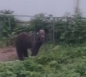 Очевидец: в сахалинском селе медведь пришёл отведать клубники на огород директора школы