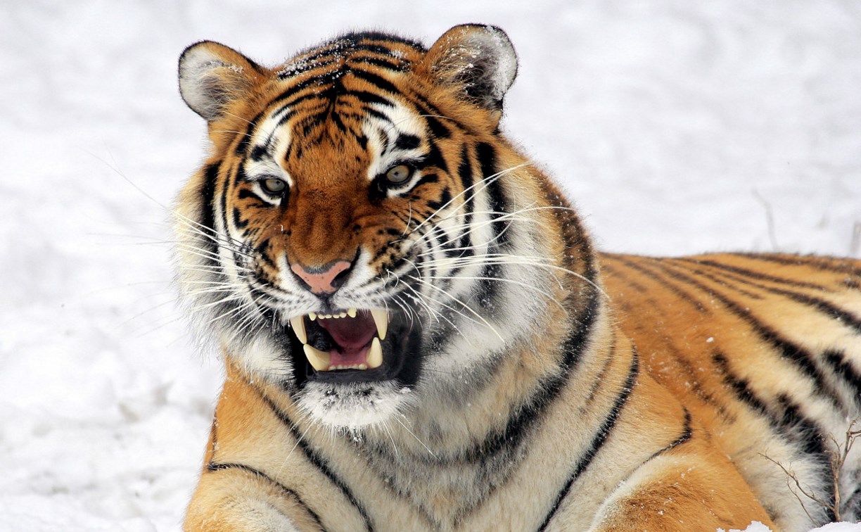 СМИ: охотника с Сахалина в Хабаровском крае съел тигр