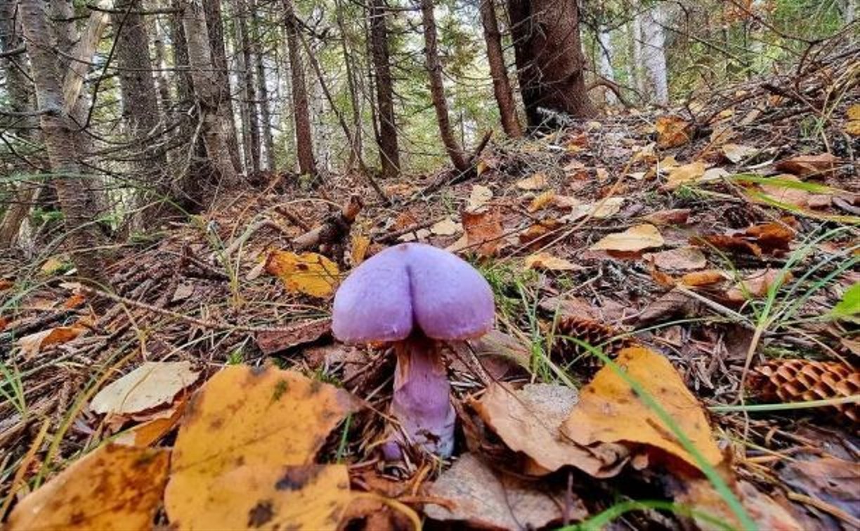 Сахалинец нашёл очень игриво выглядящий гриб на берегу озера в Углегорском районе