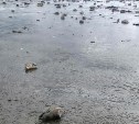 Пляж в Поронайске усыпан рыбьими головами