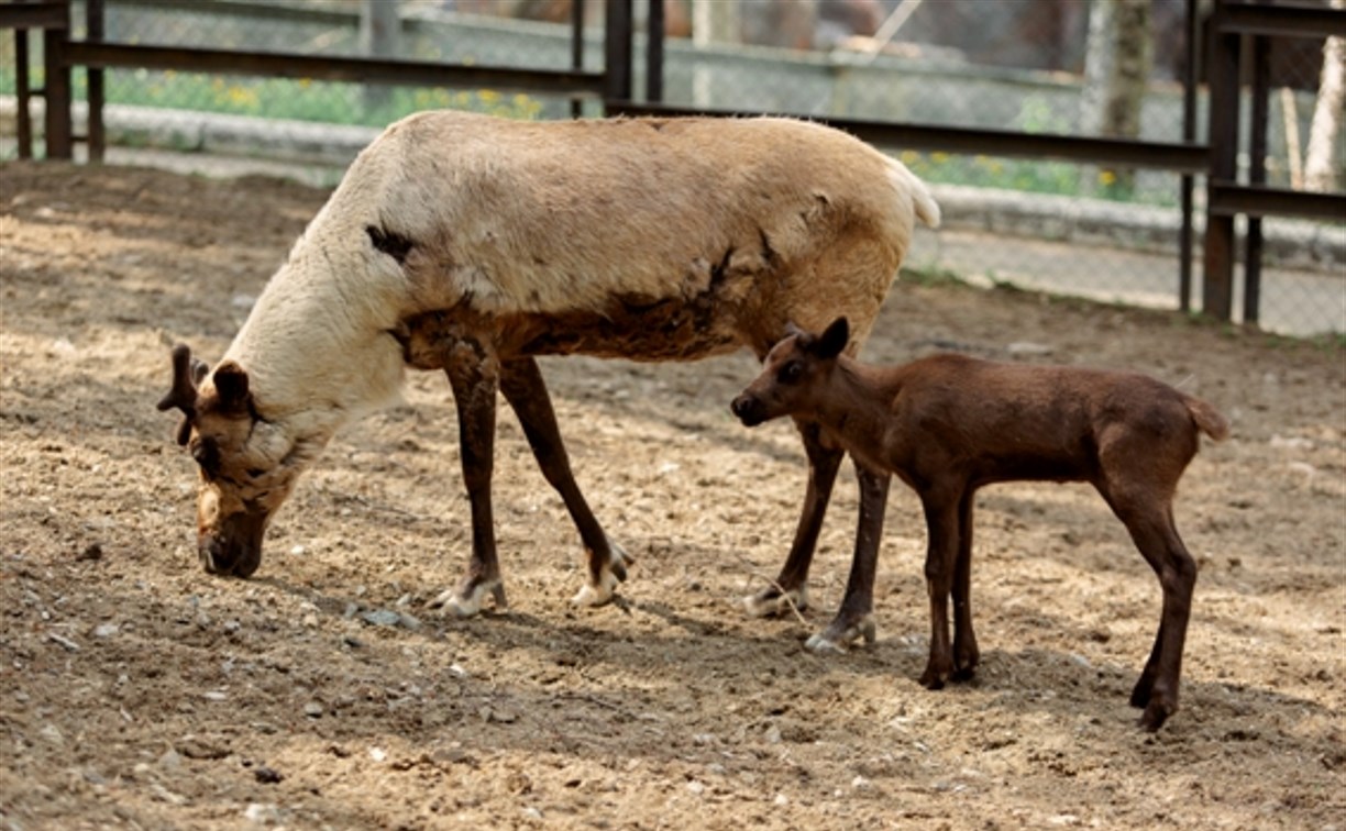Маленькой оленихе из сахалинского зоопарка дали айнское имя Айнур