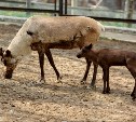 Маленькой оленихе из сахалинского зоопарка дали айнское имя Айнур