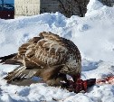 "Поймал обед на лету": мохноногий канюк убивает голубей в Невельске 