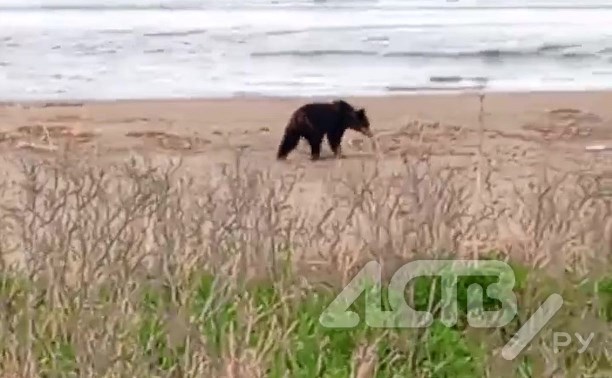 Одинокий медведь вышел на прогулку по берегу моря в Долинском районе