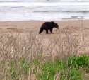 Одинокий медведь вышел на прогулку по берегу моря в Долинском районе