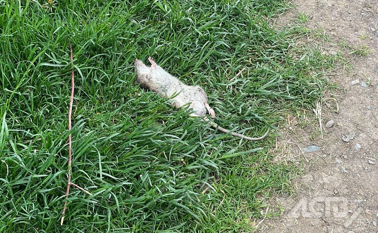 Южносахалинка рассказала об "усыпанном" дохлыми крысами дворе