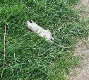 Южносахалинка рассказала об "усыпанном" дохлыми крысами дворе