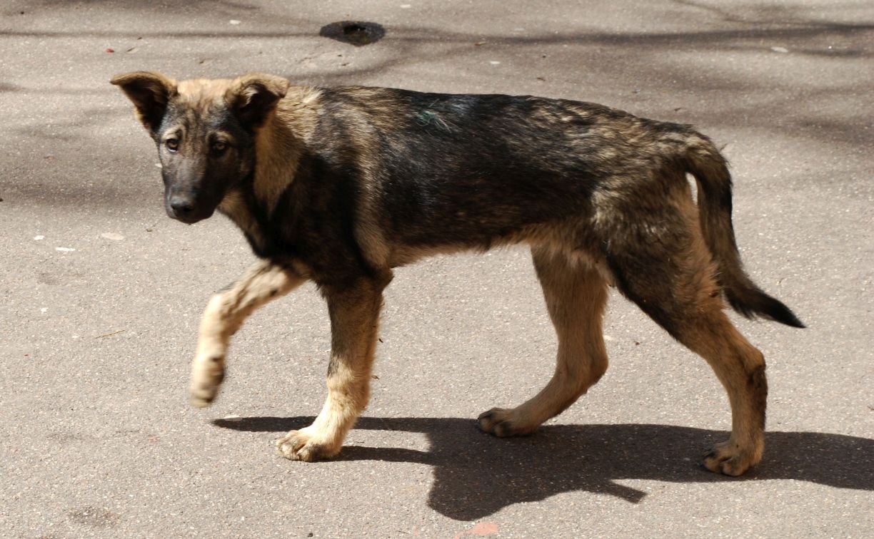 Приюты для собак в России предложили строить на штрафы за жестокое обращение с животными
