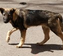 Приюты для собак в России предложили строить на штрафы за жестокое обращение с животными