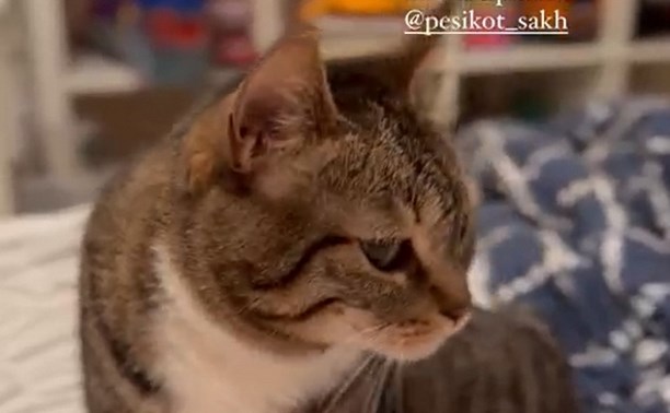 Жительница Москвы решила продать шубы, чтобы помочь сахалинскому приюту для животных