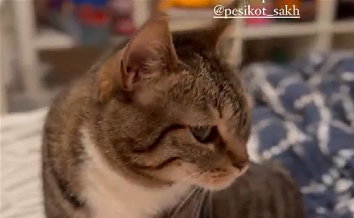 Жительница Москвы решила продать шубы, чтобы помочь сахалинскому приюту для животных