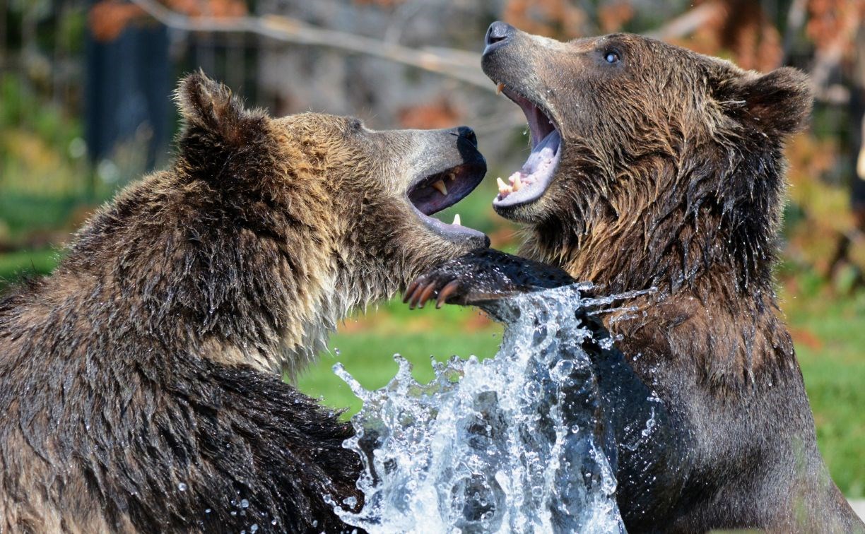 Опасных личинок обнаружили в мясе медведей на Сахалине