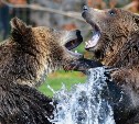 Опасных личинок обнаружили в мясе медведей на Сахалине