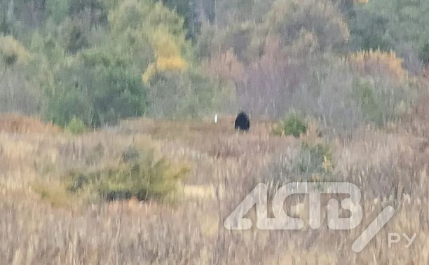 Медведь на Сахалине вышел на "разведку" в нескольких сотнях метров от домов
