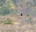 Медведь на Сахалине вышел на "разведку" в нескольких сотнях метров от домов