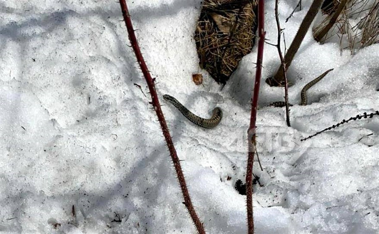 "Будьте осторожнее": на гадюку в снегу наткнулась сахалинка во время прогулки