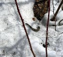 "Будьте осторожнее": на гадюку в снегу наткнулась сахалинка во время прогулки