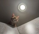 Тест о кошках: где правда, а где реальность вышла из чата?