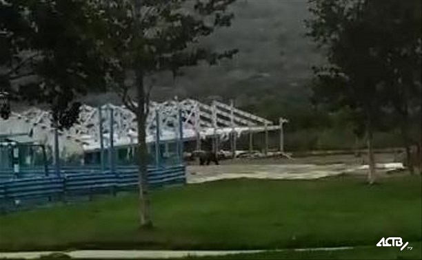 Медведь вышел к жилым домам на Курилах
