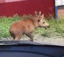 В Тымовском районе к людям вышел лосёнок