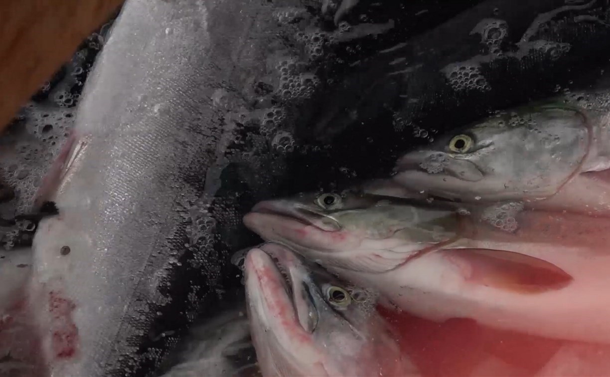 На Сахалине эта лососевая путина стала на 30 тысяч тонн успешнее, чем в предыдущем чётном году